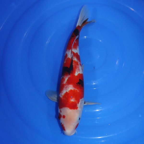 Carpe Koi japonaise Sanke 39cm