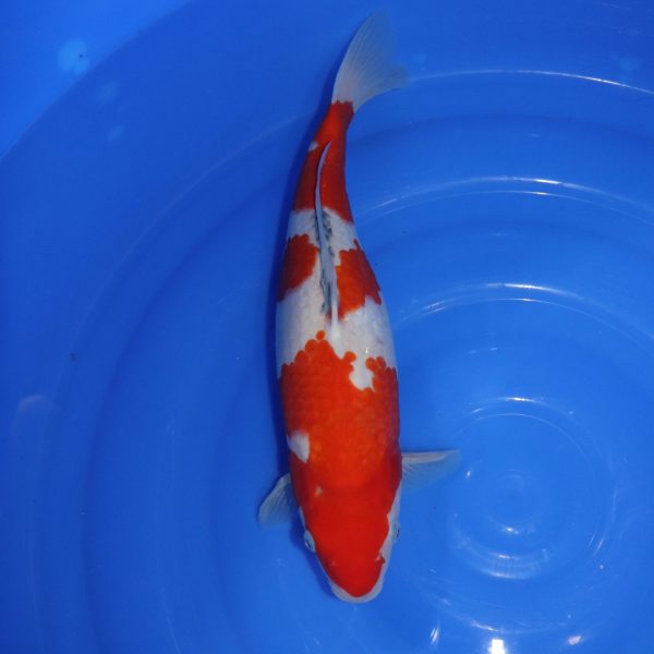 Carpe Koi japonaise Sanke 40cm