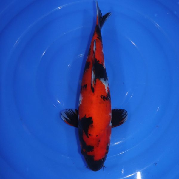 Carpe Koi japonaise Showa 40cm