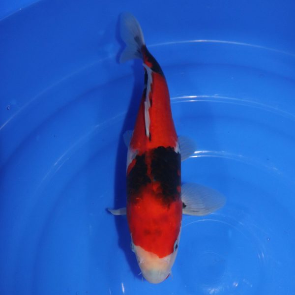 Carpe Koi japonaise Showa 34cm