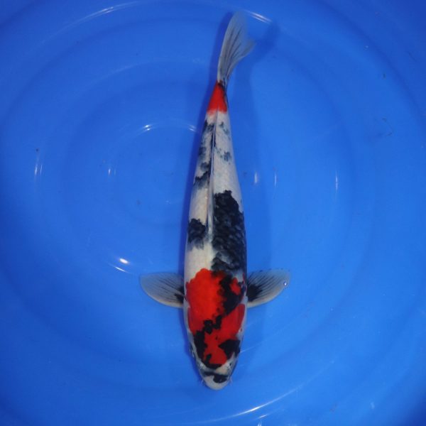 Carpe Koi japonaise Showa 37cm