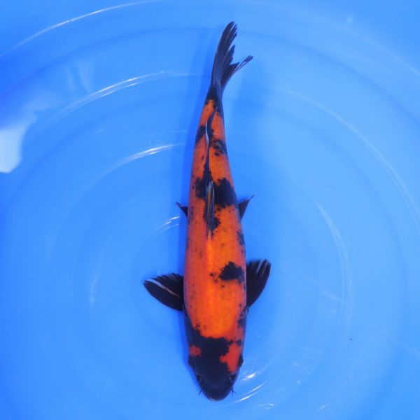 Carpe Koi japonaise Hi Utsuri 35cm