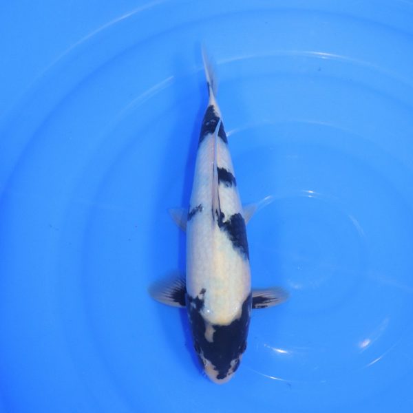 Carpe Koi japonaise Shiro Utsuri 31cm