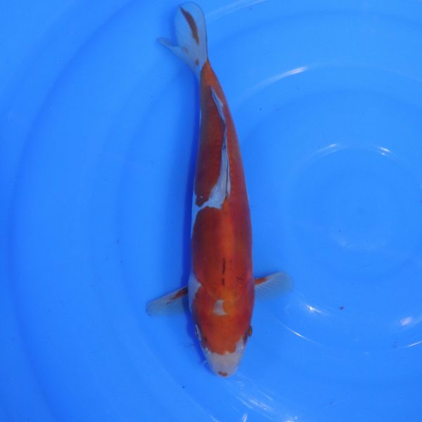 Carpe Koi japonaise Ochiba Doitsu 30cm