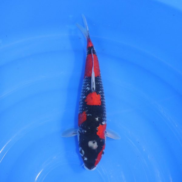 Carpe Koi japonaise Goshiki 29cm