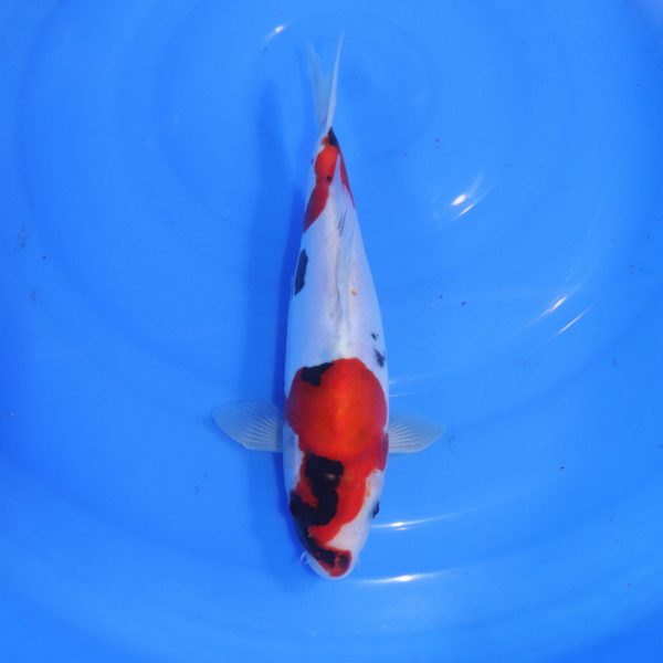 Carpe Koi japonaise Showa Doitsu 26cm