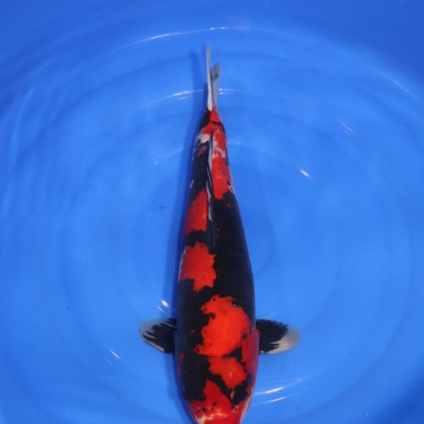 Carpe Koi japonaise Showa 50cm