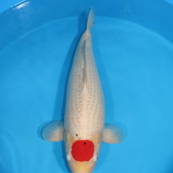 Carpe Koi japonaise Tancho 66cm