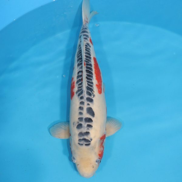 Carpe Koi japonaise Shusui 60cm