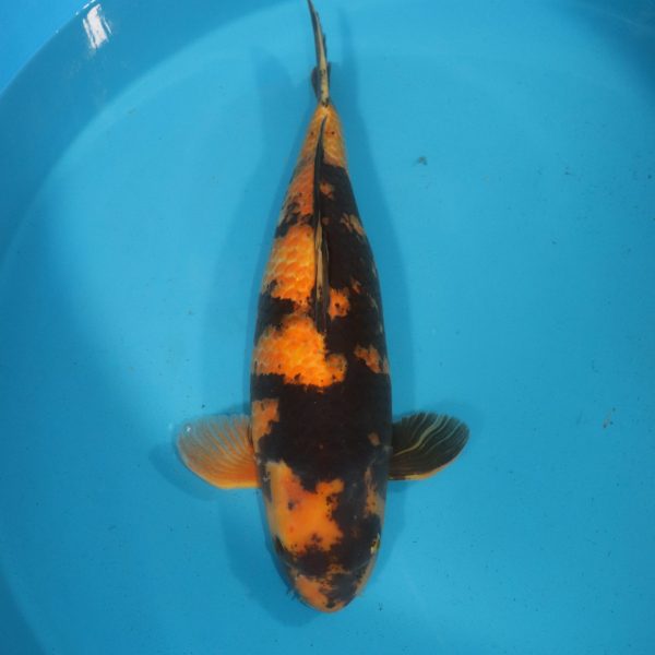 Carpe Koi japonaise Ki Utsuri 60cm