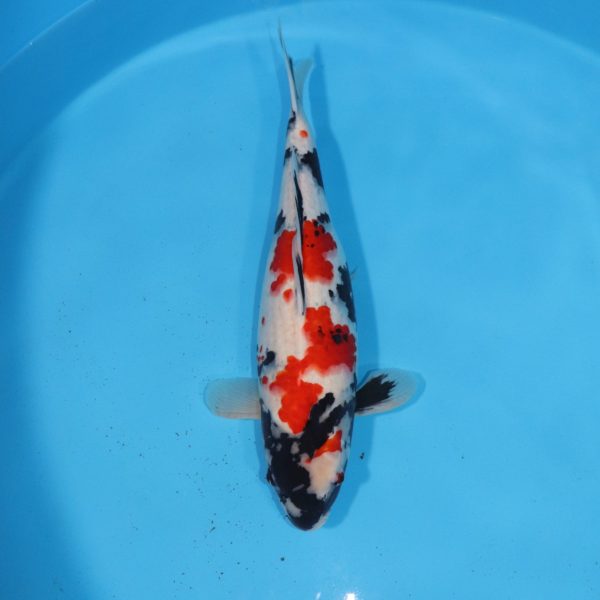 Carpe Koi japonaise Showa 50cm