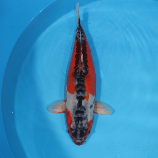 Carpe Koi japonaise Shusui 55cm