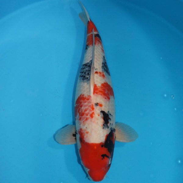 Carpe Koi japonaise Showa 61cm