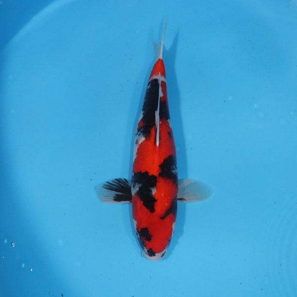 Carpe Koi japonaise Showa 43cm