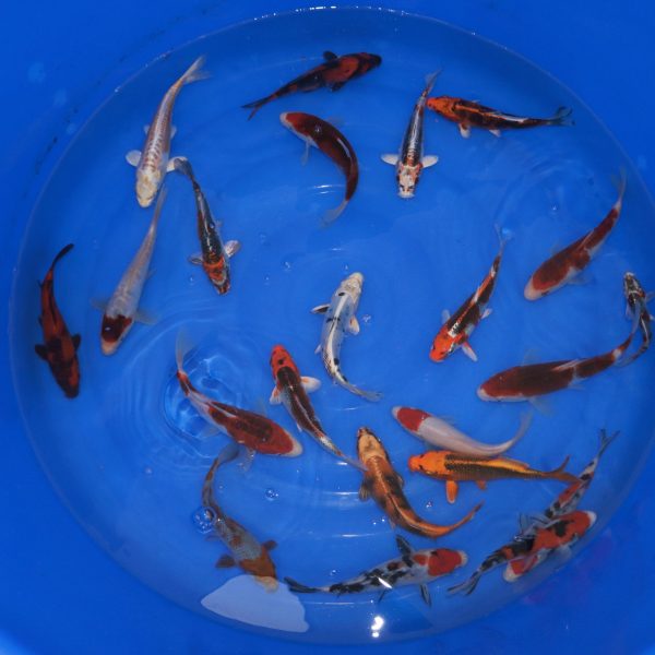 Carpe Koi Tosai MIX 16-20cm