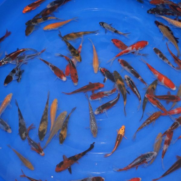 Carpe Koi Tosai MIX 10-12cm