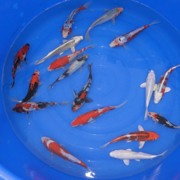 Carpe Koi Tosai MIX 18-23cm