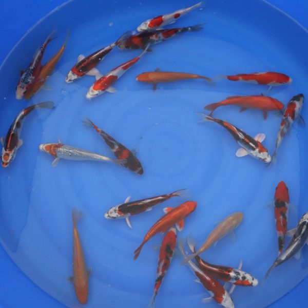 Carpe Koi Tosai MIX 16-18cm