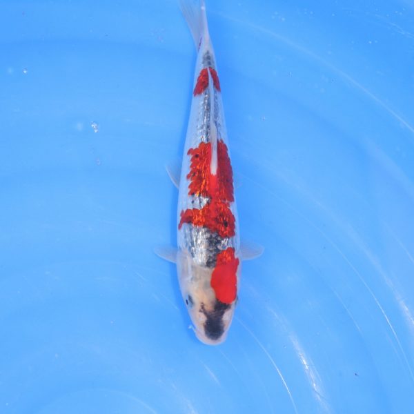 Carpe Koi japonaise Goshiki Ginrin 24cm