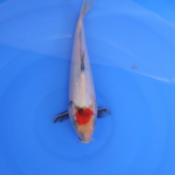 Carpe Koi japonaise Tancho Showa 25cm