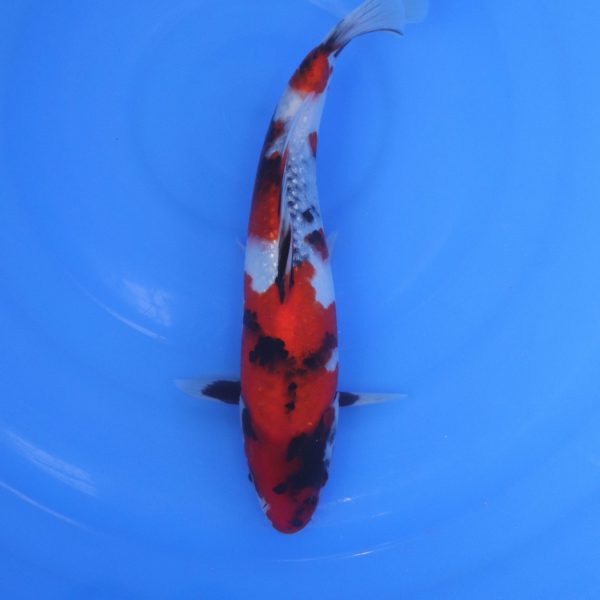 Carpe Koi japonaise Showa 25cm