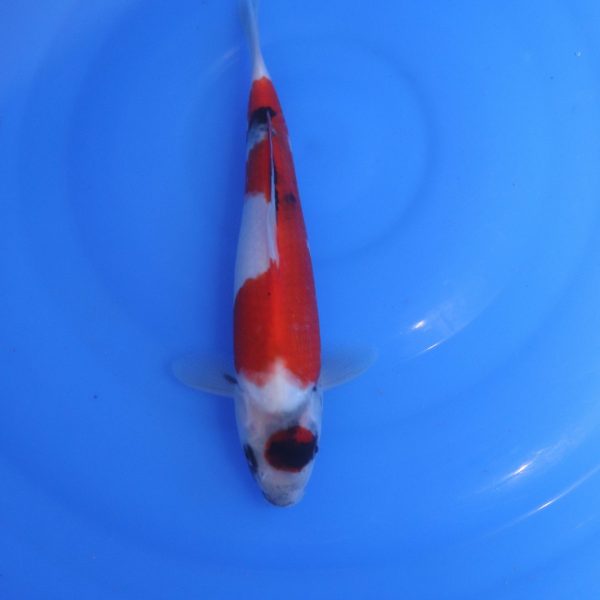 Carpe Koi japonaise Showa 25cm