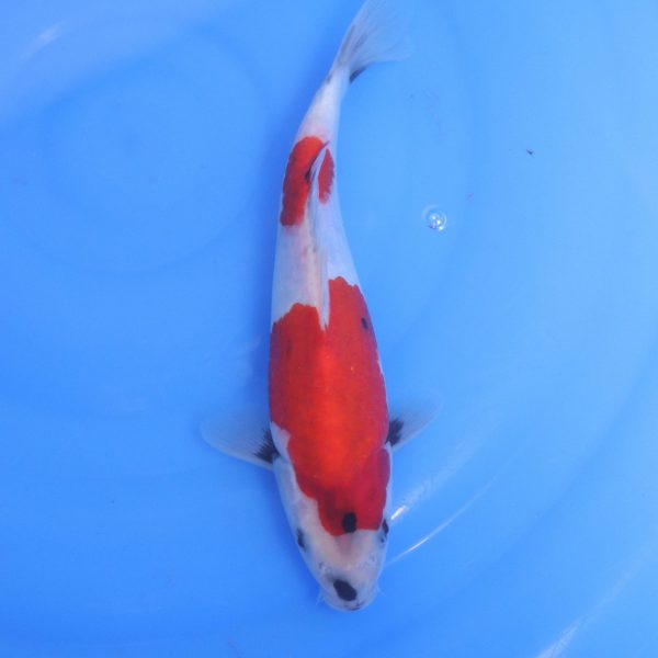 Carpe Koi japonaise Showa 23cm