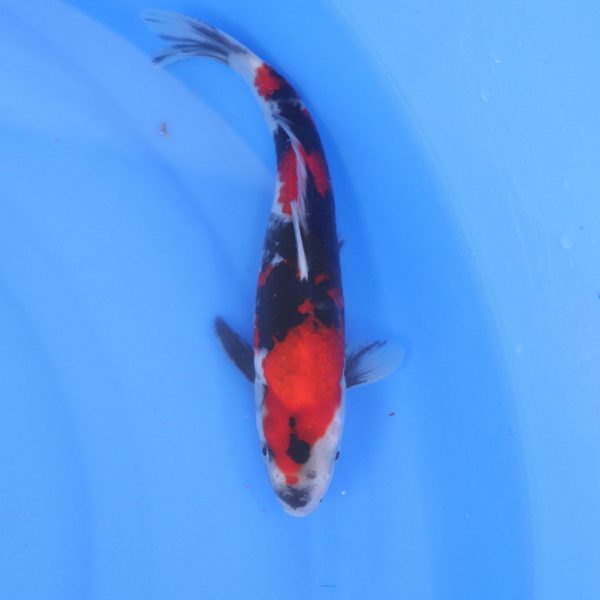 Carpe Koi japonaise Showa 23cm