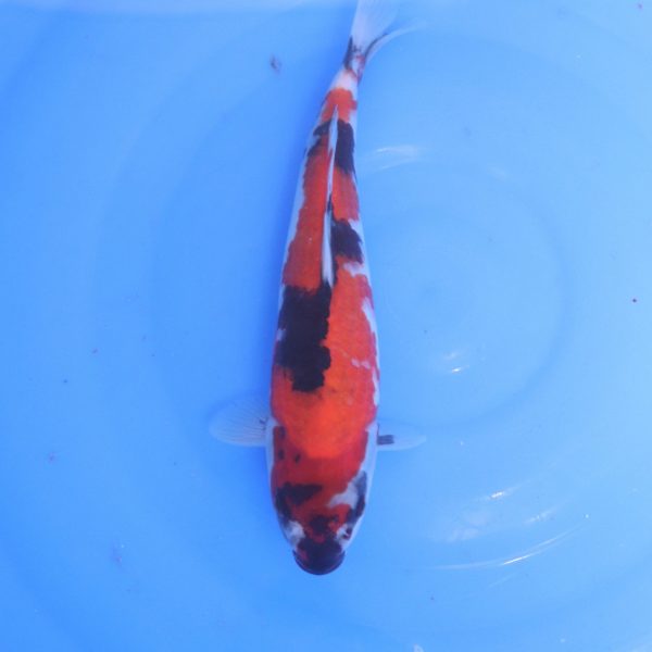 Carpe Koi japonaise Showa 25cm