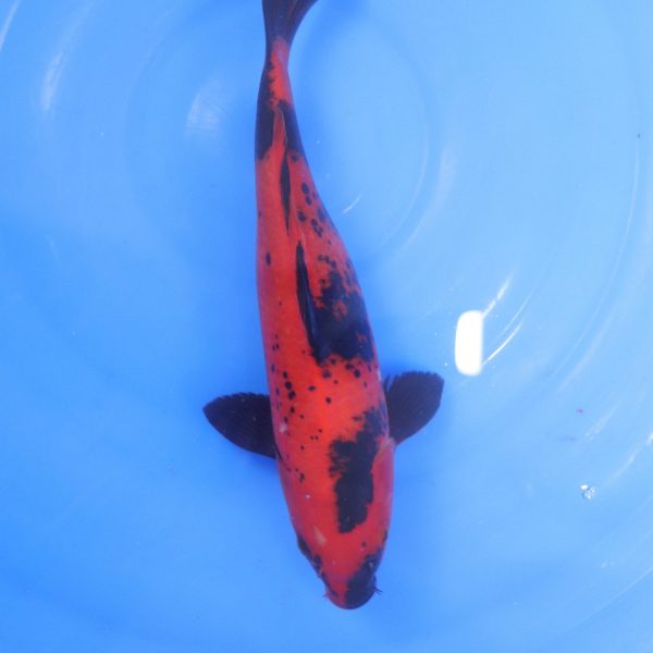 Carpe Koi japonaise Hi Utsuri 24cm