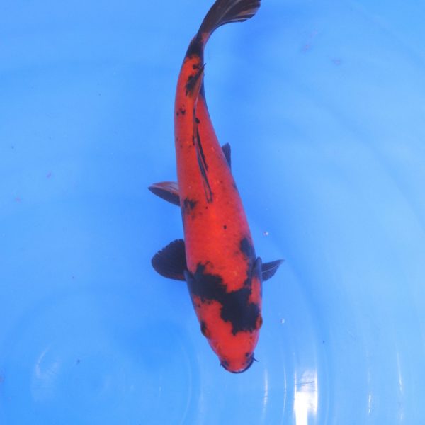 Carpe Koi japonaise Hi Utsuri 23cm