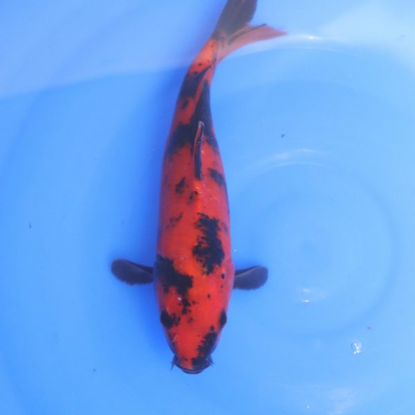 Carpe Koi japonaise Hi Utsuri 27cm