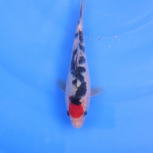 Carpe Koi japonaise Tancho Showa 19cm