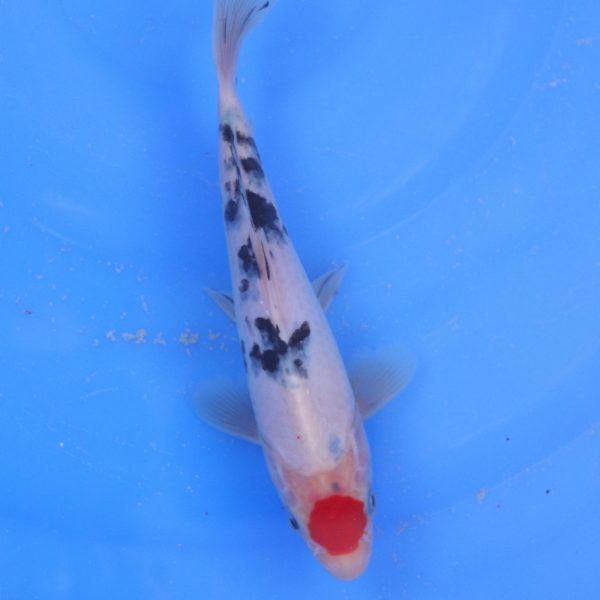 Carpe Koi japonaise Tancho Showa 19cm