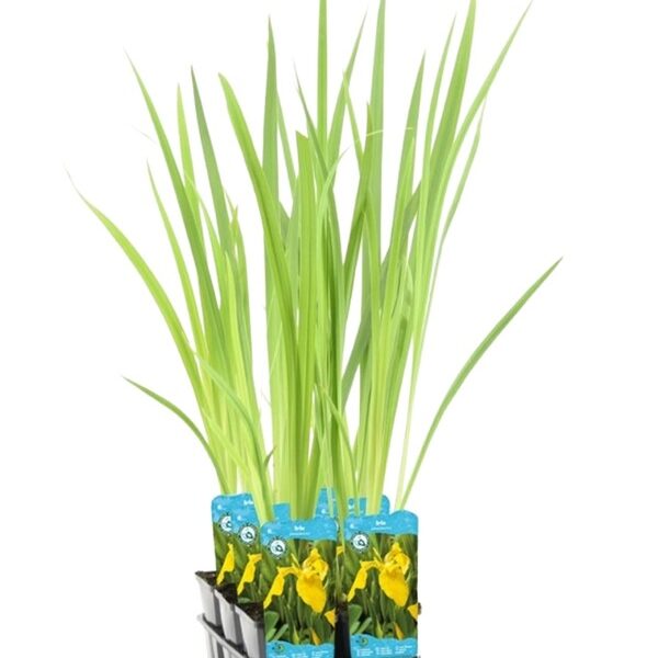 Plante Aquatique Iris