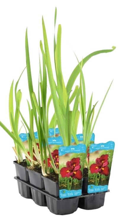 plante aquatique iris