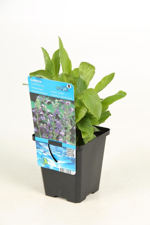 plante aquatique lobelia