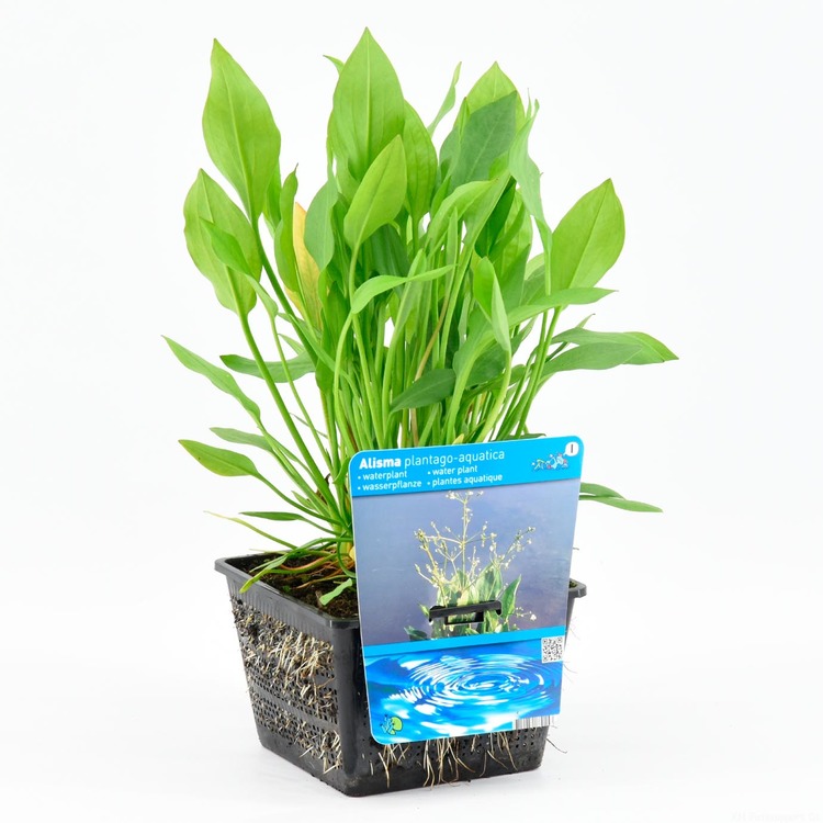 plante aquatique platago aquatica