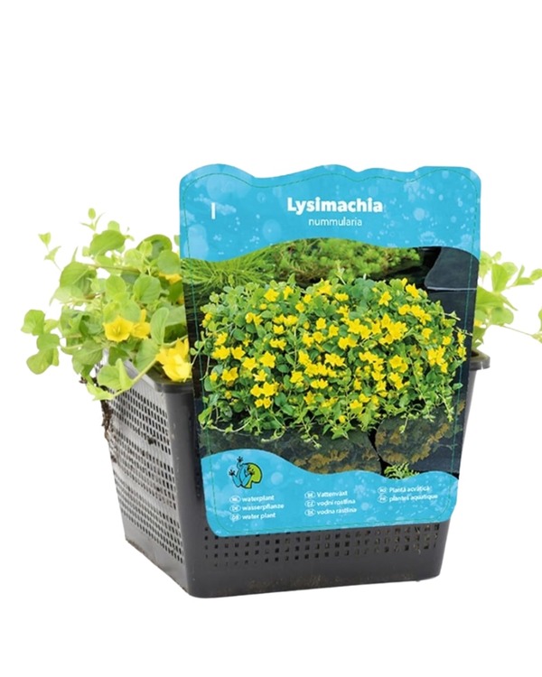 plante aquatique Lysimachia