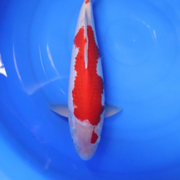 Carpe Koi japonaise Kohaku 40cm