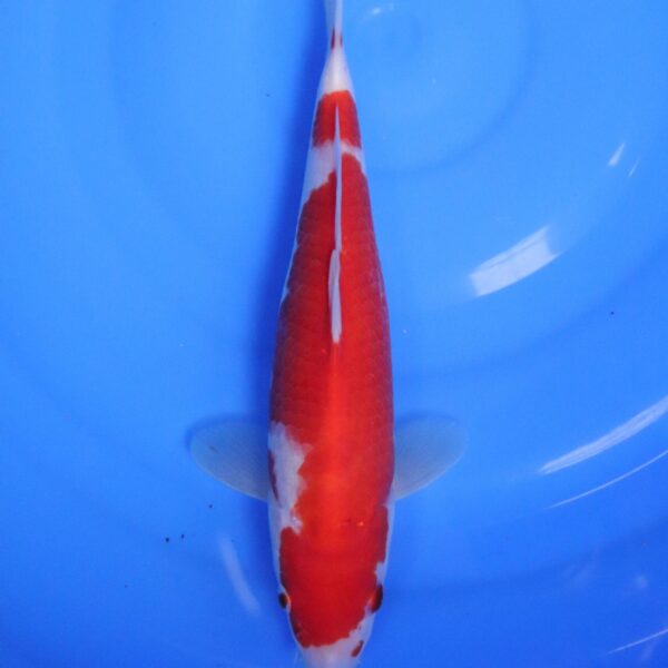 Carpe Koi japonaise Kohaku 29cm