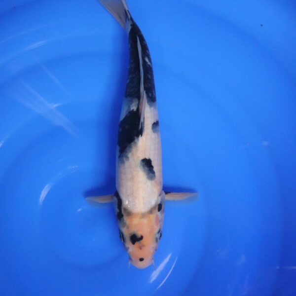 Carpe Koi japonaise Shiro Utsuri 34cm