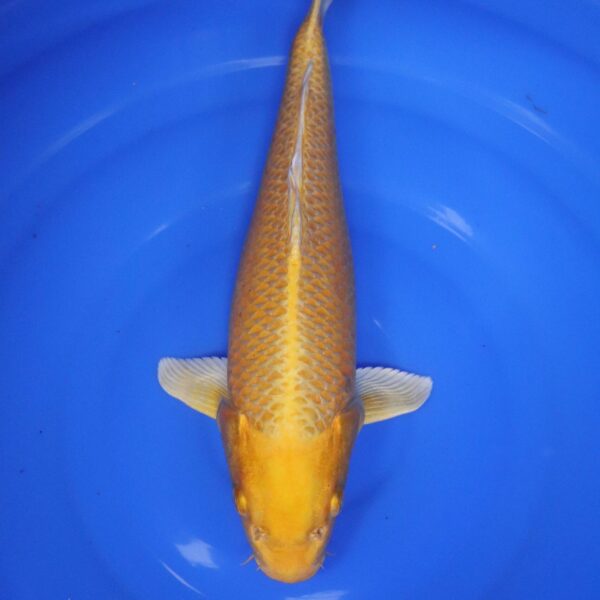 Carpe Koi japonaise yamabuki ogon 39cm