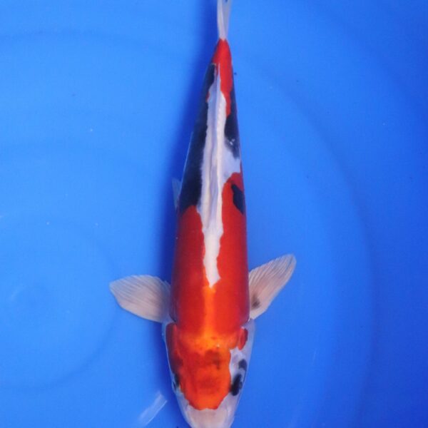 Carpe Koi japonaise beni Kumonryu 31cm