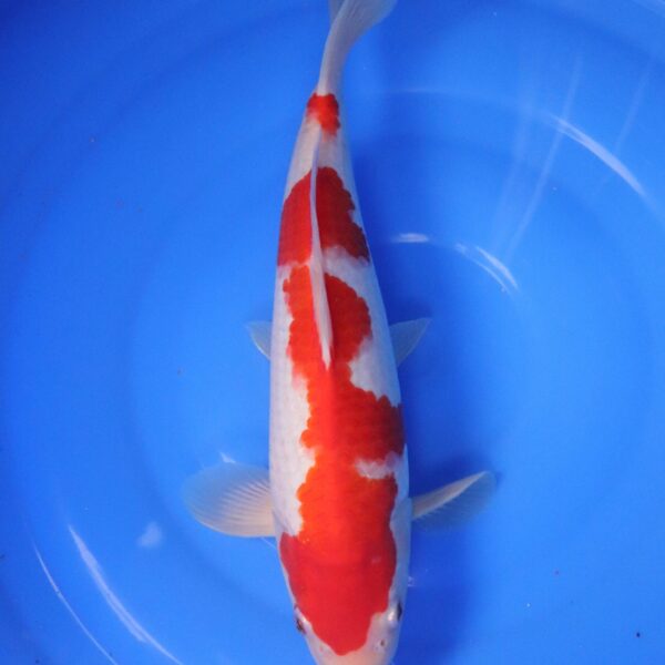 Carpe Koi japonaise Kohaku 35cm