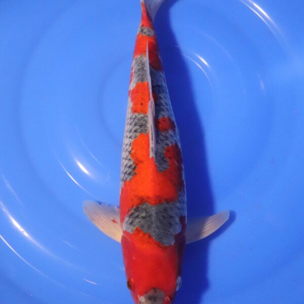 Carpe Koi japonaise Goshiki 35cm