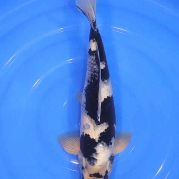 Carpe Koi japonaise Shiro Utsuri 44cm