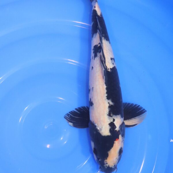 Carpe Koi japonaise Shiro Utsuri 40cm