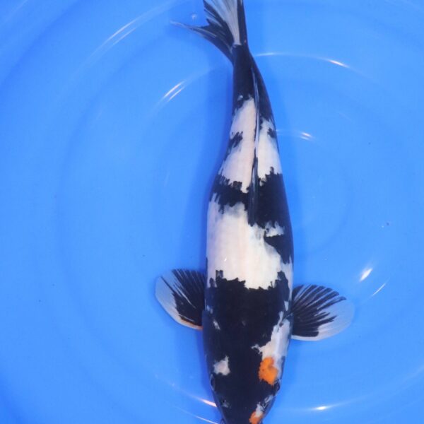 Carpe Koi japonaise Shiro Utsuri 39cm