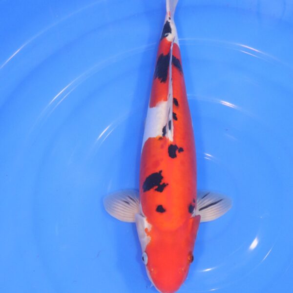 Carpe Koi japonaise Sanke Doitsu 44cm